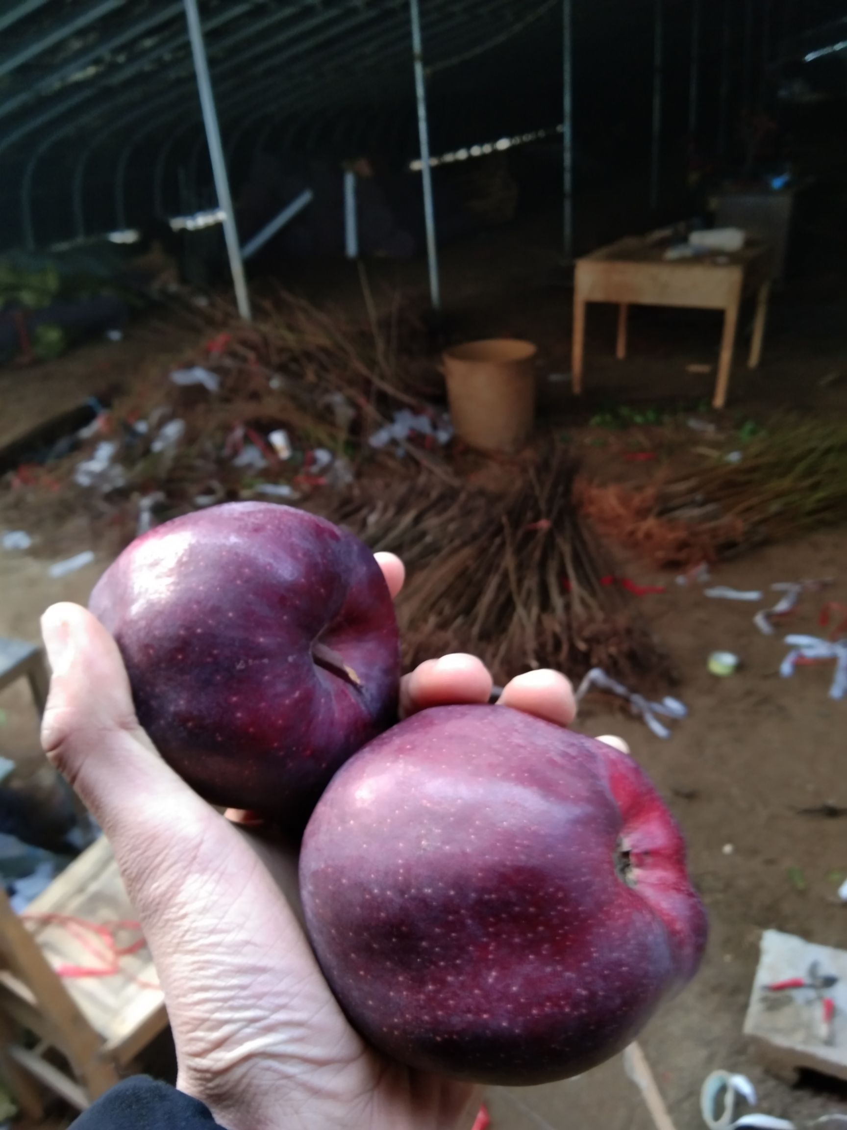 黑钻苹果树苗  【全部嫁接】【包邮】