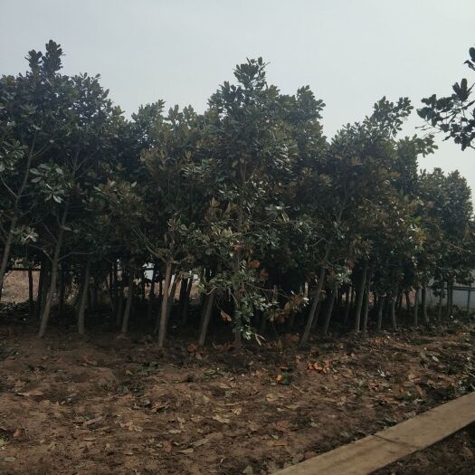 沭阳县广玉兰 