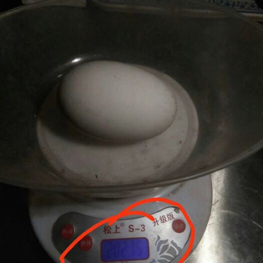 嘉祥县大白沙鹅苗 
