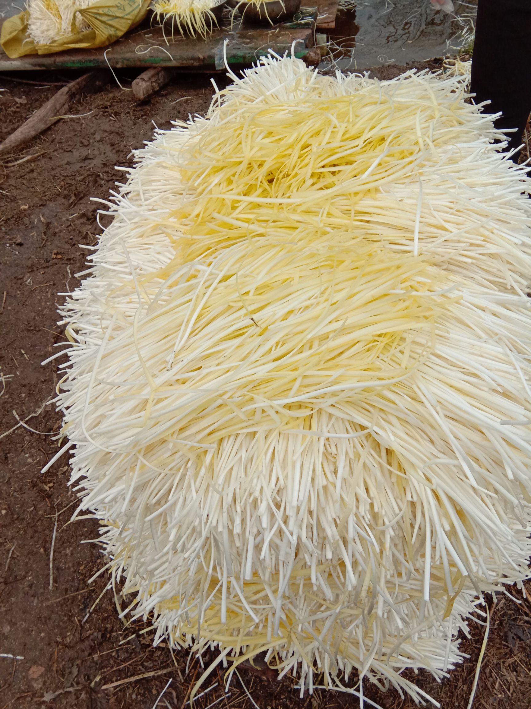 黄金韭  二茬 40~50cm 能供应五十天左右