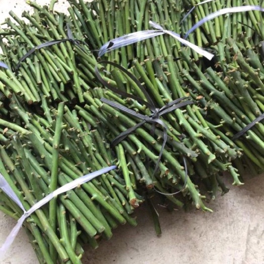 芒果嫁接枝条  有金煌，桂七，台农，四季芒，台农，嫁接枝条