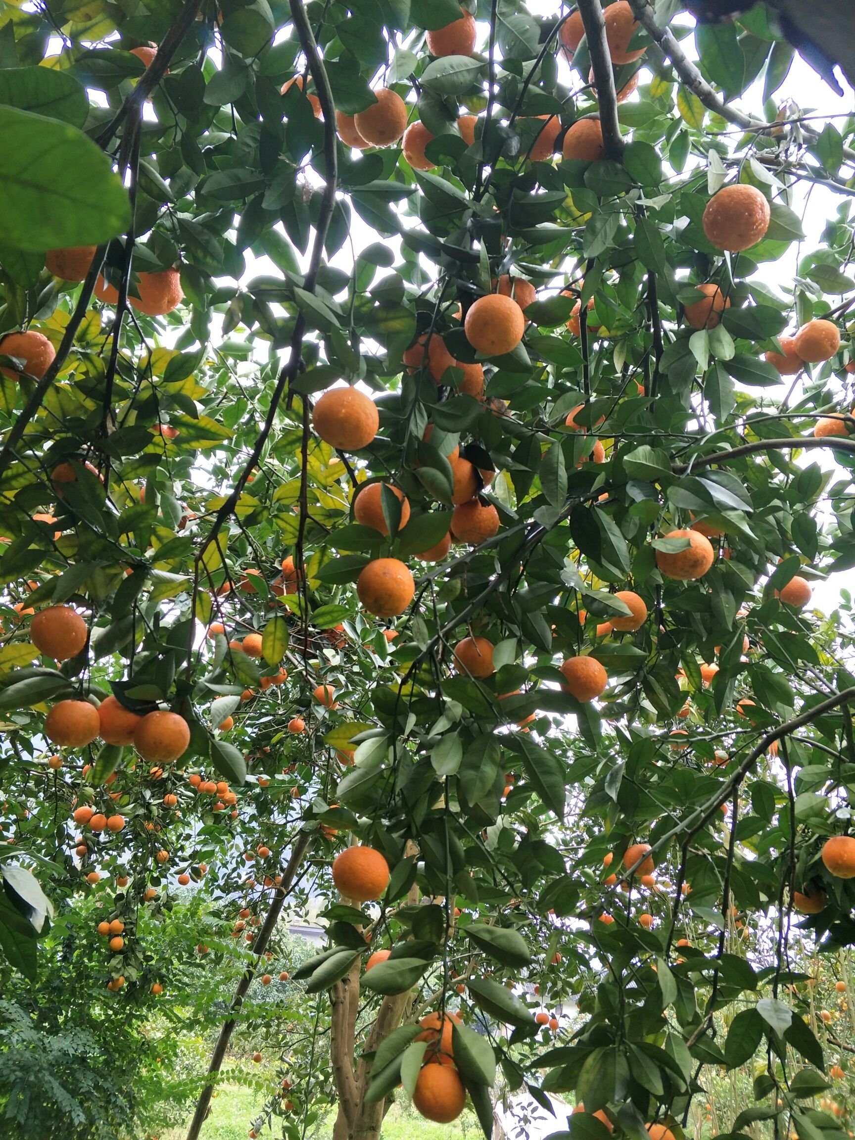  新鲜纯甜蜜香橙