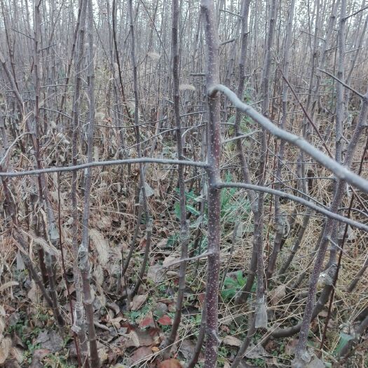 扶风县红富士苹果苗 矮化短枝富士苹果树