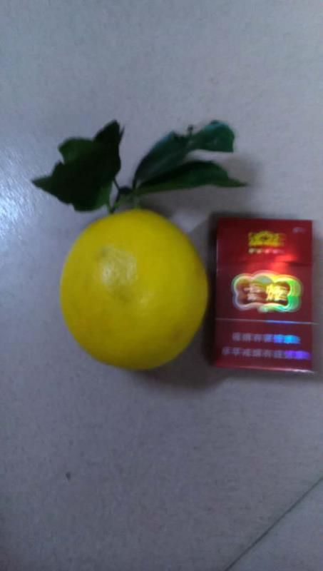 四季柠檬苗 