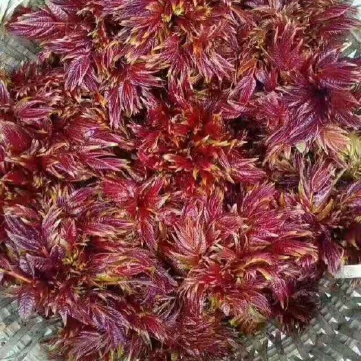 德昌县红油香椿芽 9~12cm 