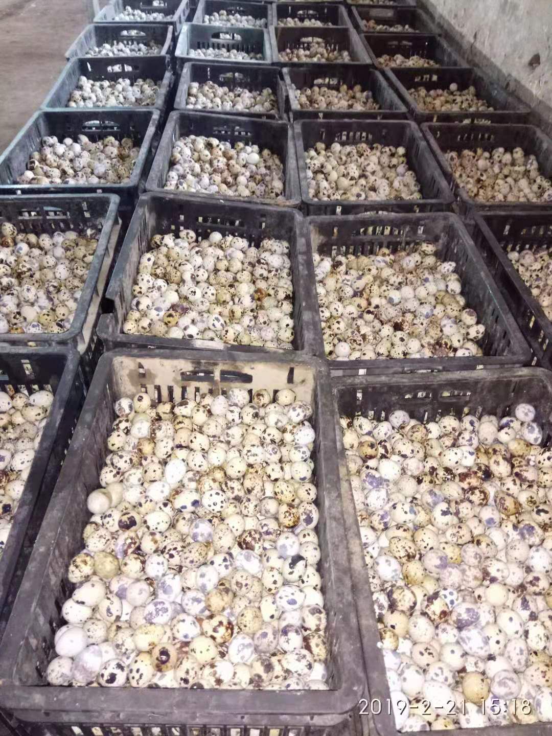 黄羽鹌鹑蛋 食用 散装 