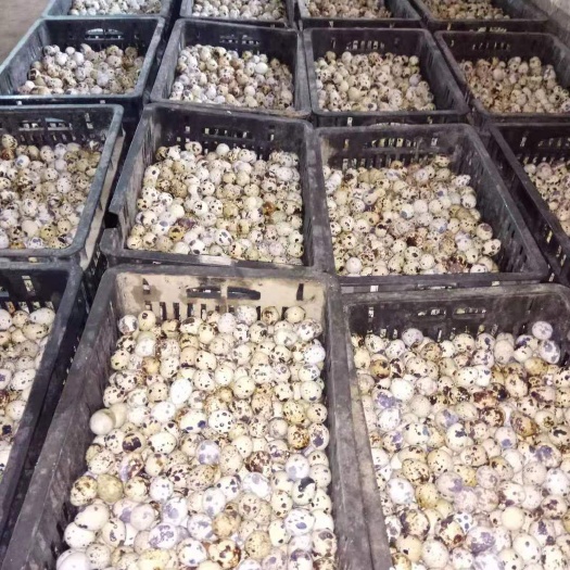 安阳县黄羽鹌鹑蛋 食用 散装 