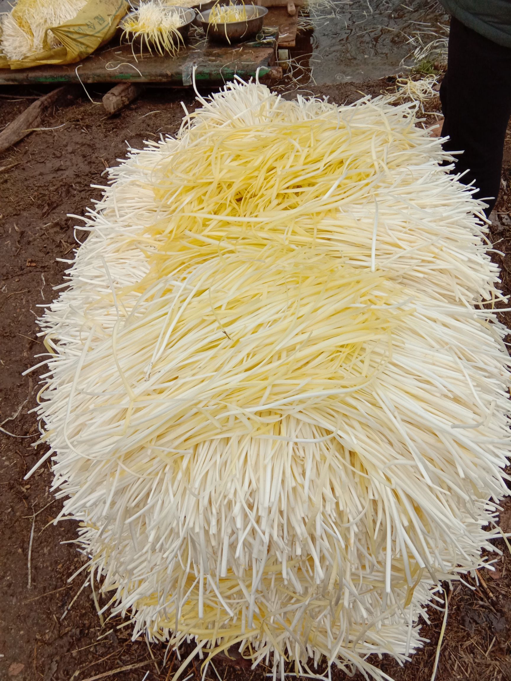 黄金韭  二茬 40~50cm 能供应五十天左右