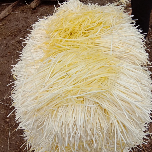 蕭縣黃金韭  二茬 40~50cm 能供應(yīng)五十天左右