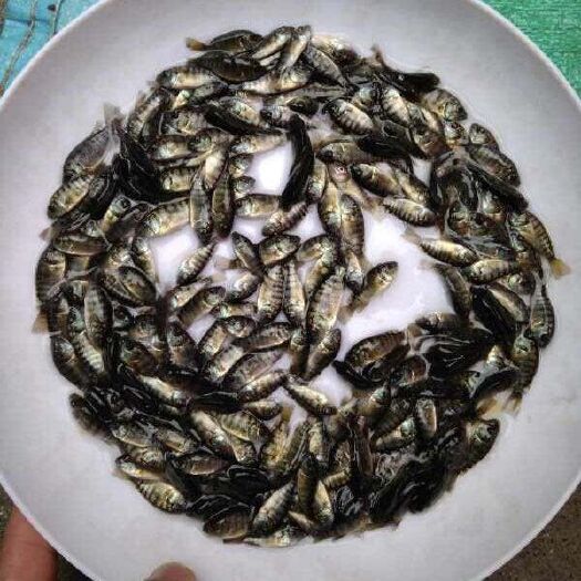 个旧市罗非鱼苗 万合水产养殖有限公司