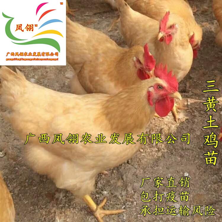  三黄土鸡苗