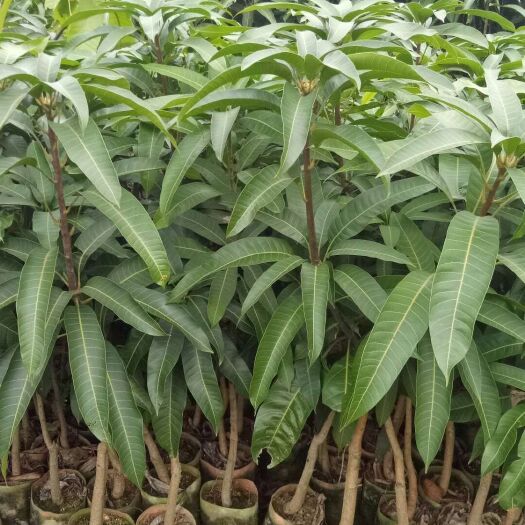 灵山县金煌芒果苗 