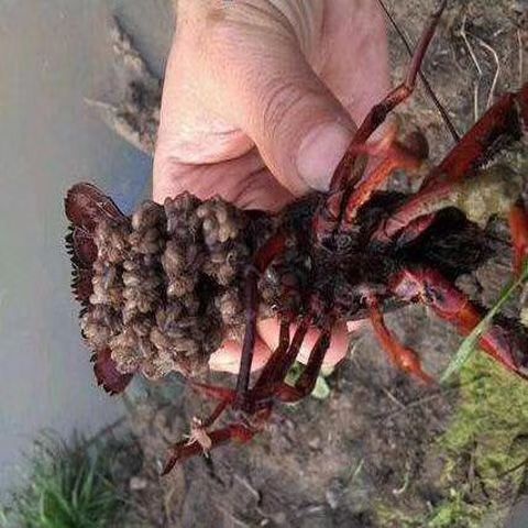 沭阳县龙虾苗 