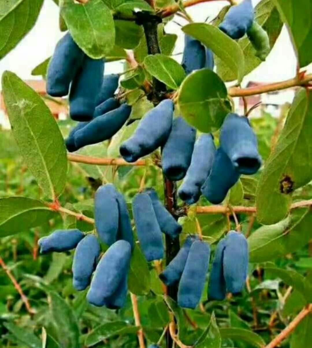 蓝靛果苗 