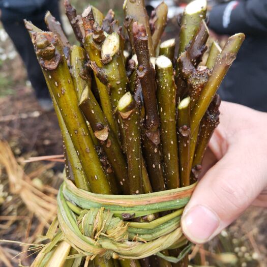 弋阳县吴茱萸苗  江西中花吴茱萸扦插苗，扦插枝条大量供应