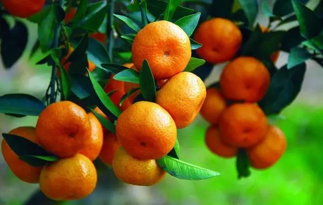 世纪红柑橘苗 世纪红（美国糖桔）果面鲜红，糖含量高，早结丰产抗性强。