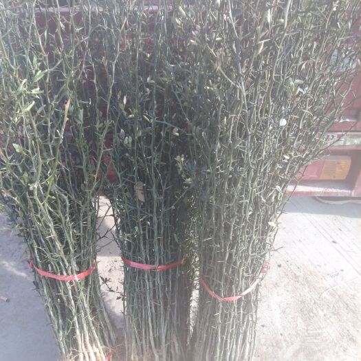 泰安枸橘苗 臭构橘实生苗：根系发大：成活率高：保证质量：现挖现买