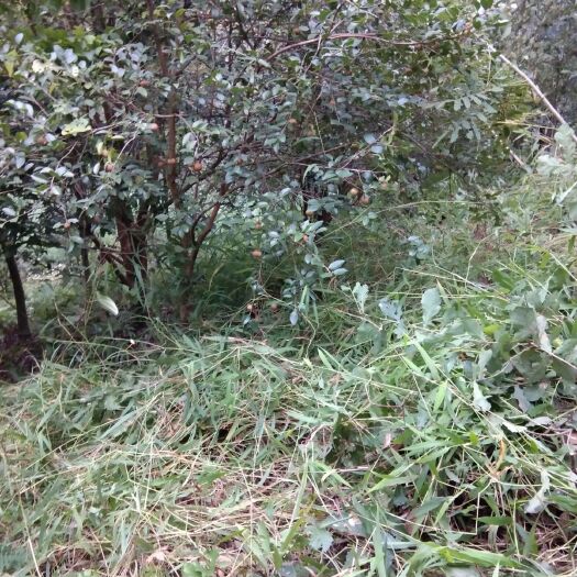隆林县野生山茶油 