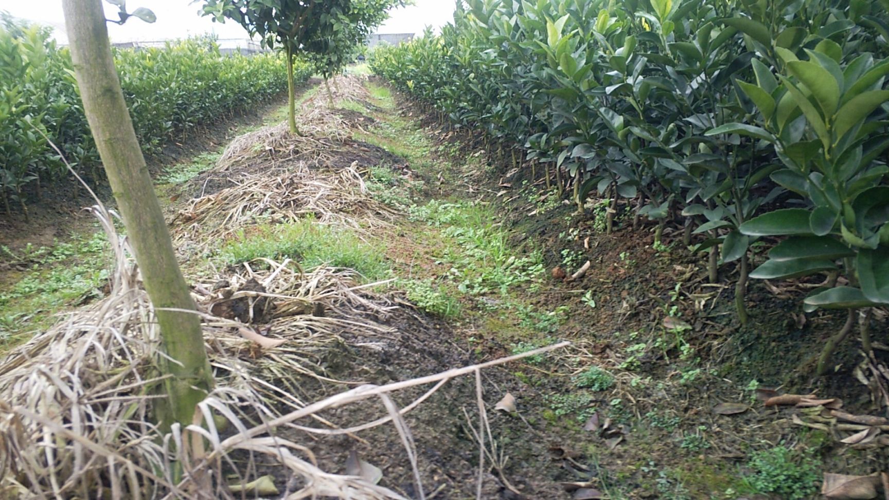 茂谷柑苗 杯苗袋苗 0.35~0.5米 