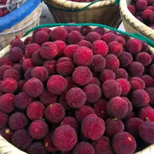 灵山县东魁杨梅树苗 