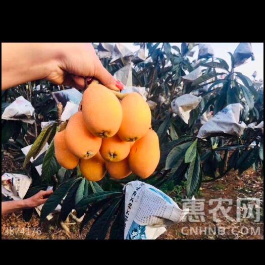 临海市原生枇杷 0.7 - 1两 