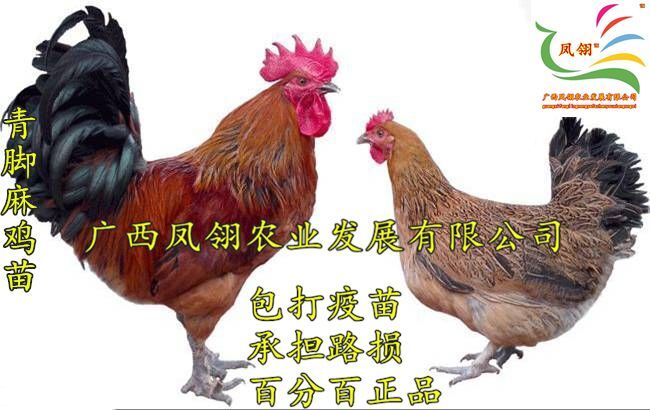 南宁 快大型青脚麻鸡苗