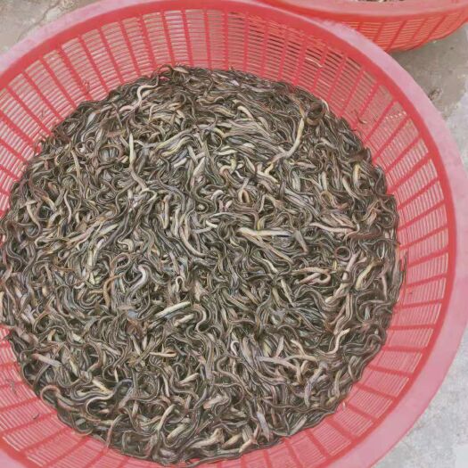 连云港泥鳅苗 