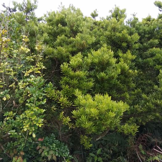 怀集县罗汉松盆景 罗汉松