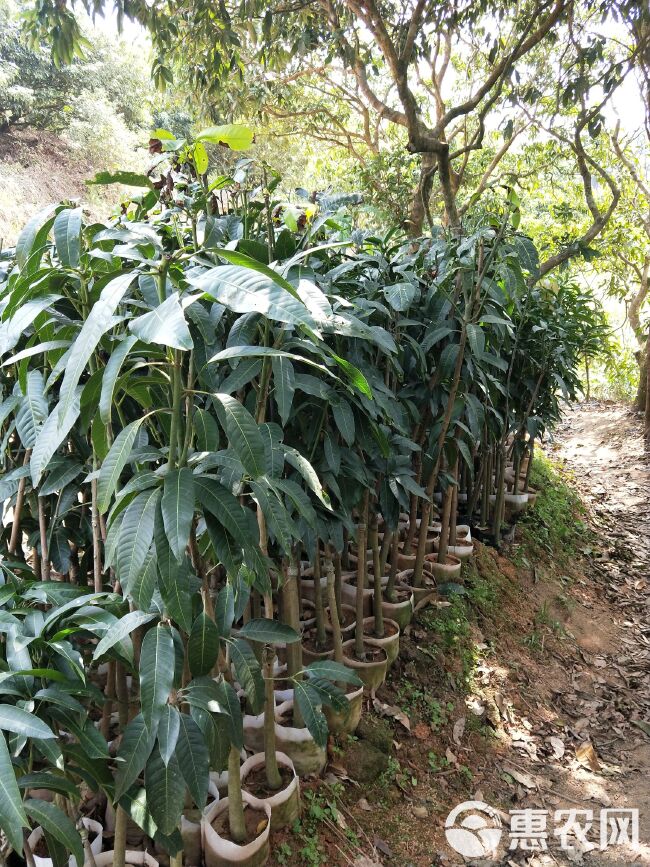  芒果树苗金煌芒果苗台农桂七四季芒红贵妃凯特澳芒嫁接苗地栽盆栽