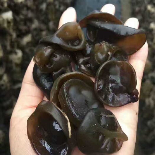  东北黑木耳自家种植黑木耳产地直销黑木耳