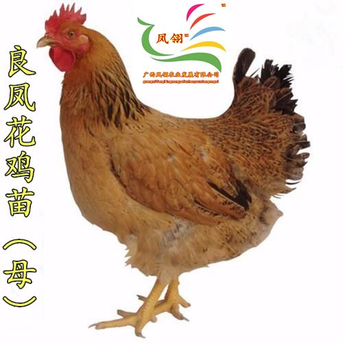 良凤花鸡苗 母