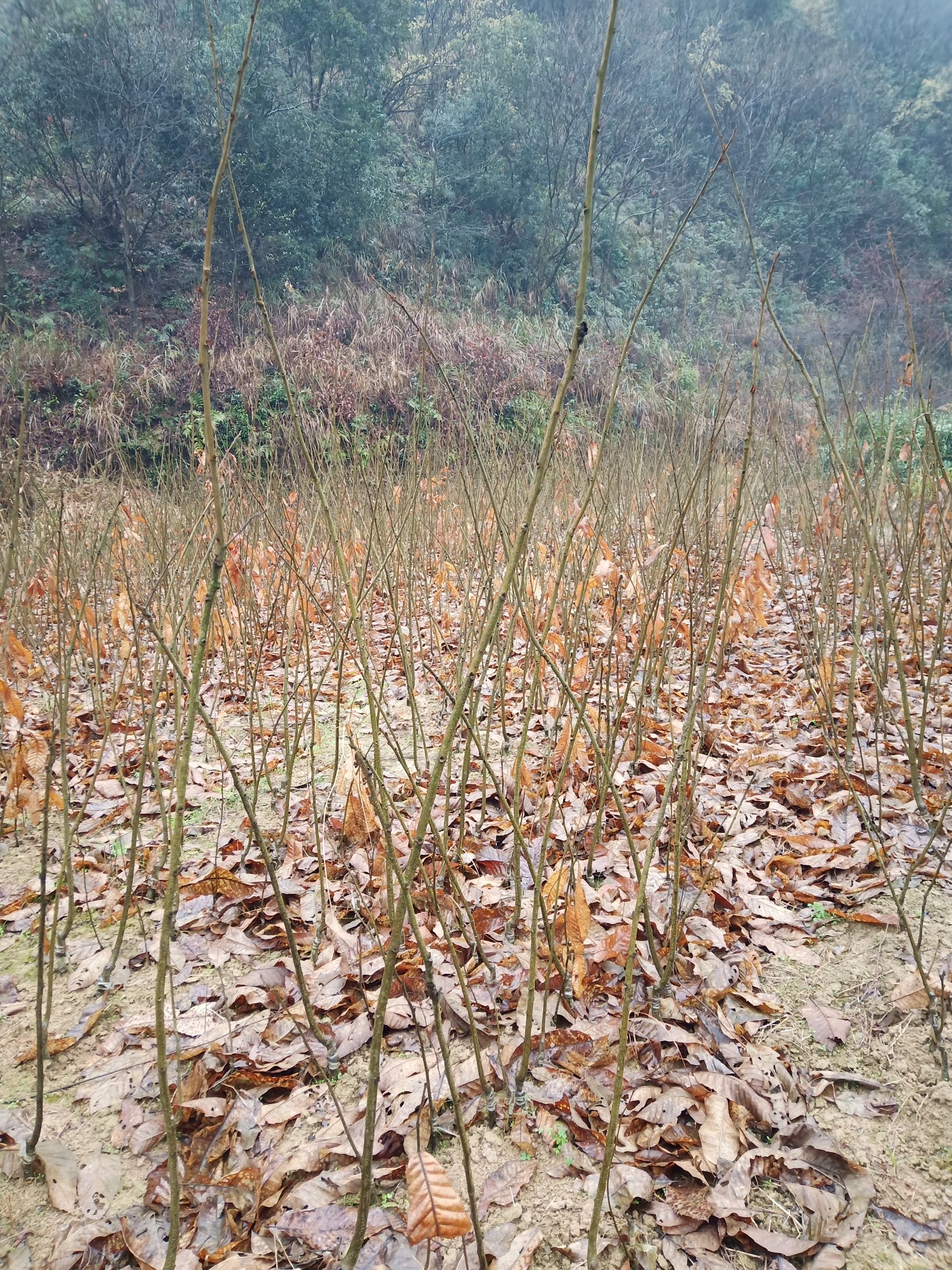 油栗苗  板栗树苗