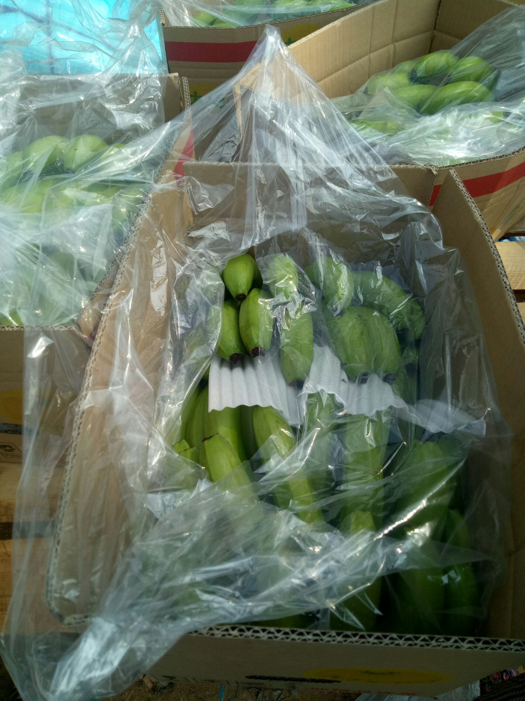 威廉斯香蕉 七成熟 