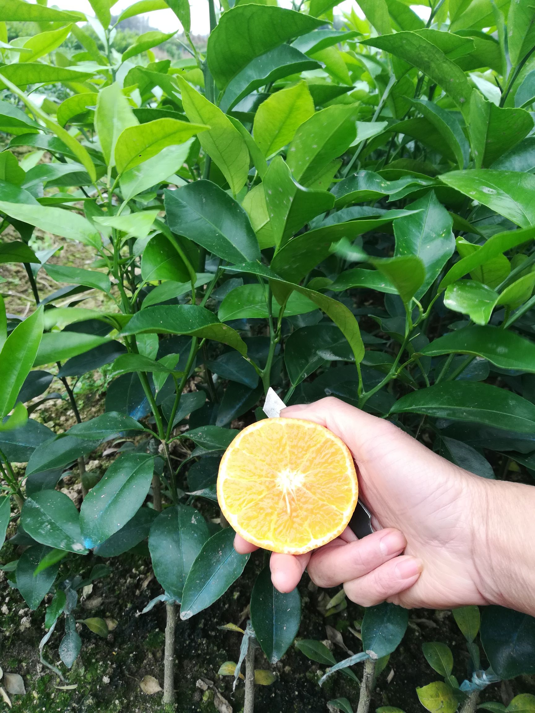广西灵山沃柑苗优质柑桔种苗批发