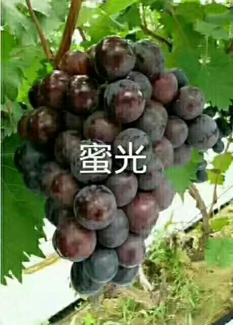 蓝宝石葡萄苗 