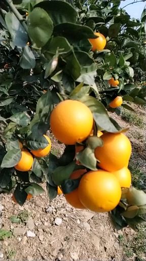 秭归脐橙  脐橙产地果园自产自销 万斤起批