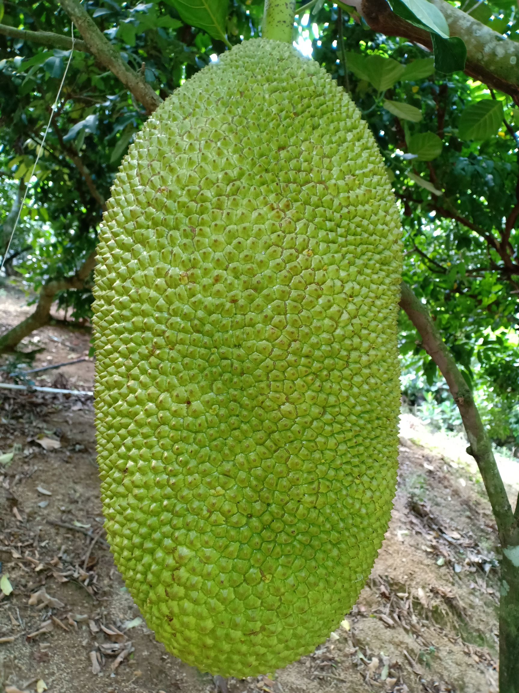 海南菠萝蜜 15斤以上 