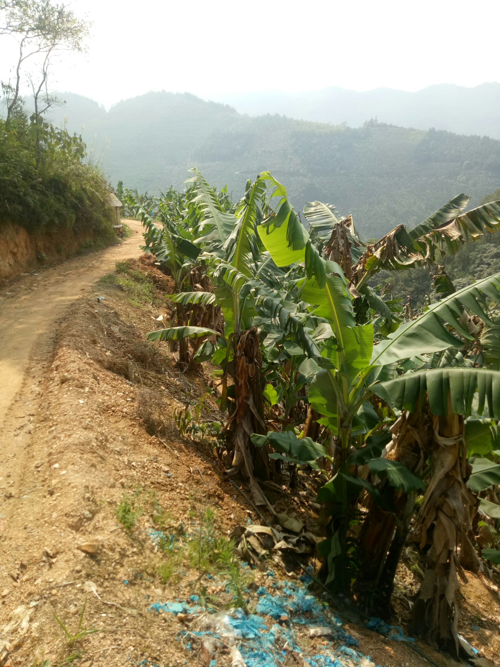 威廉斯香蕉 七成熟 