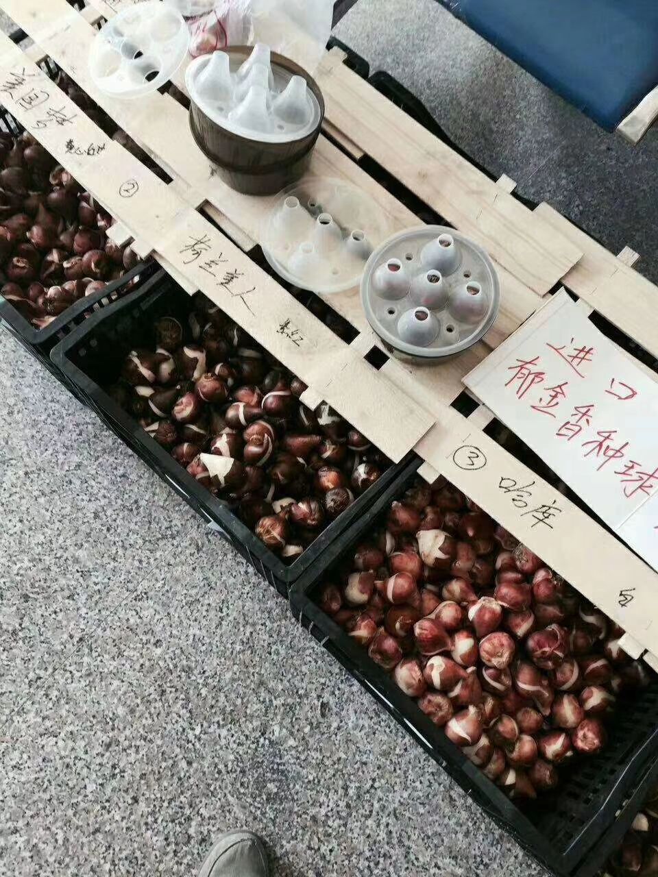 郁金香种子 