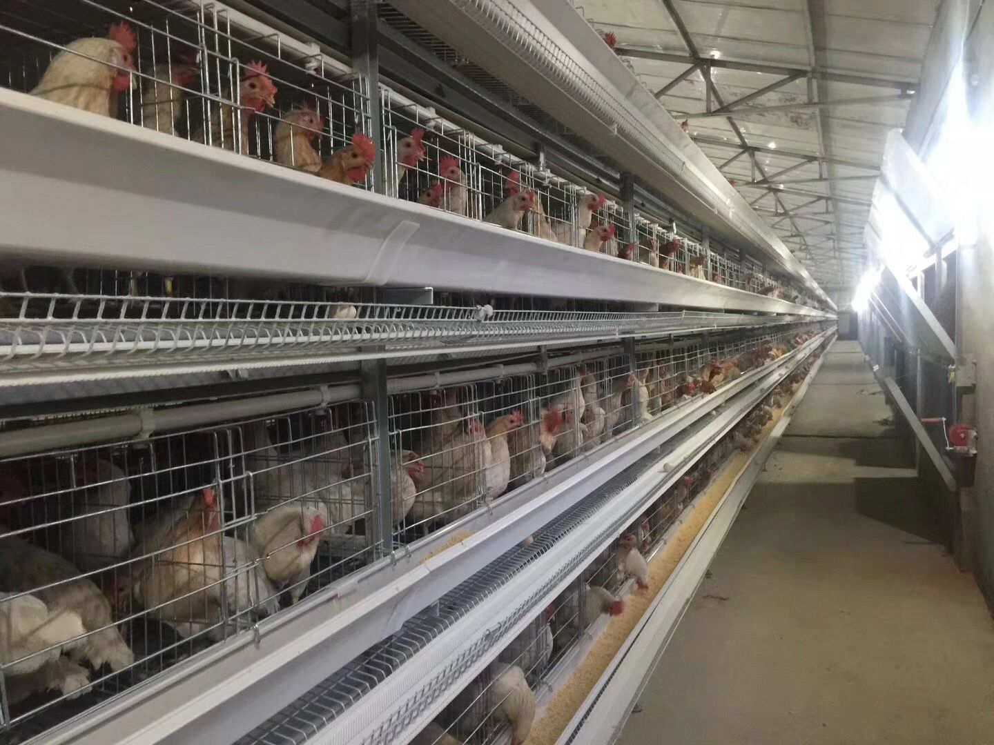  种鸡笼公母混养本交笼二层鸡笼