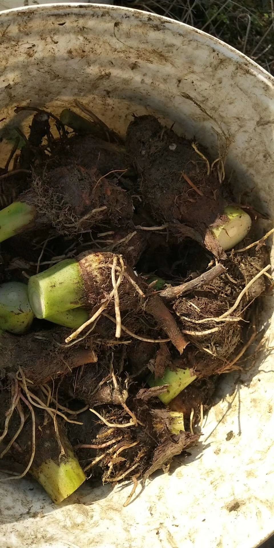 芋头种 荔浦芋头 香芋种苗