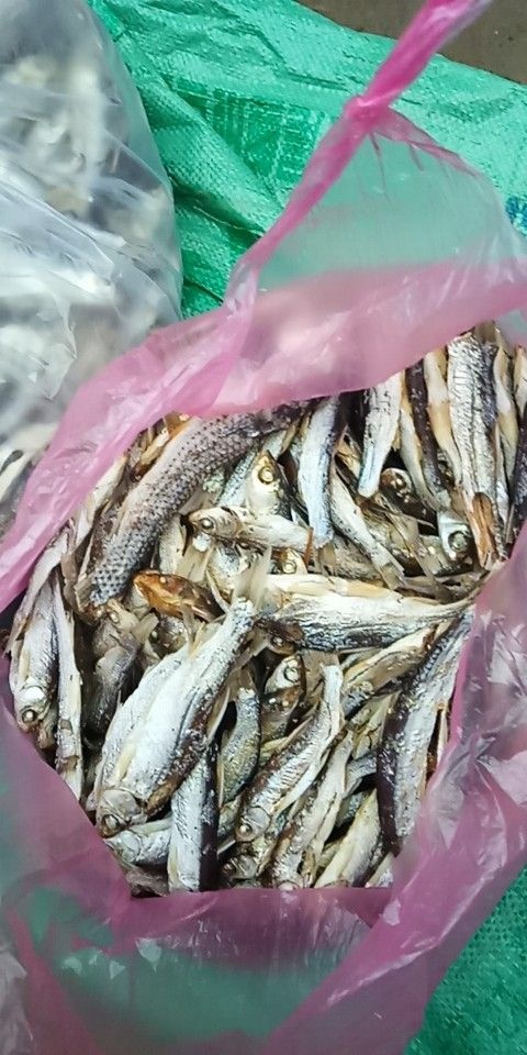 蓝刀鱼 