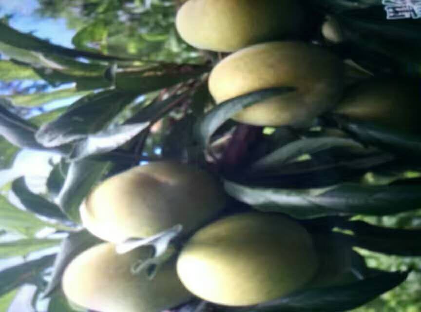 蜂糖李 50mm以上 