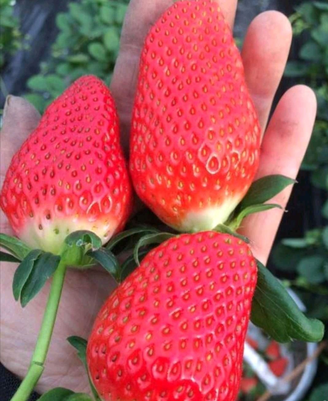 红颜草莓苗 10~20公分 地栽苗 