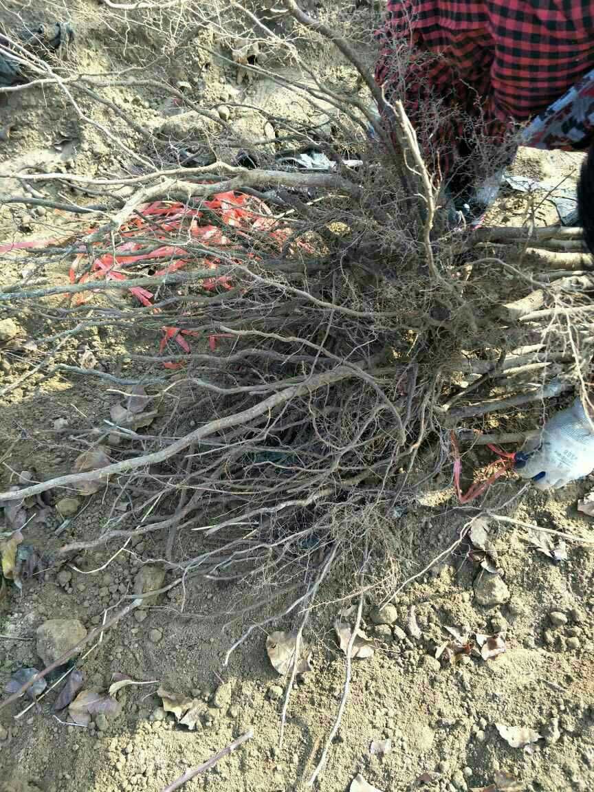 秋月梨树苗 1~1.5米 