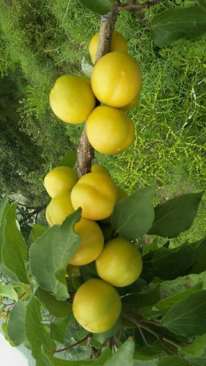 珍珠油杏苗 
