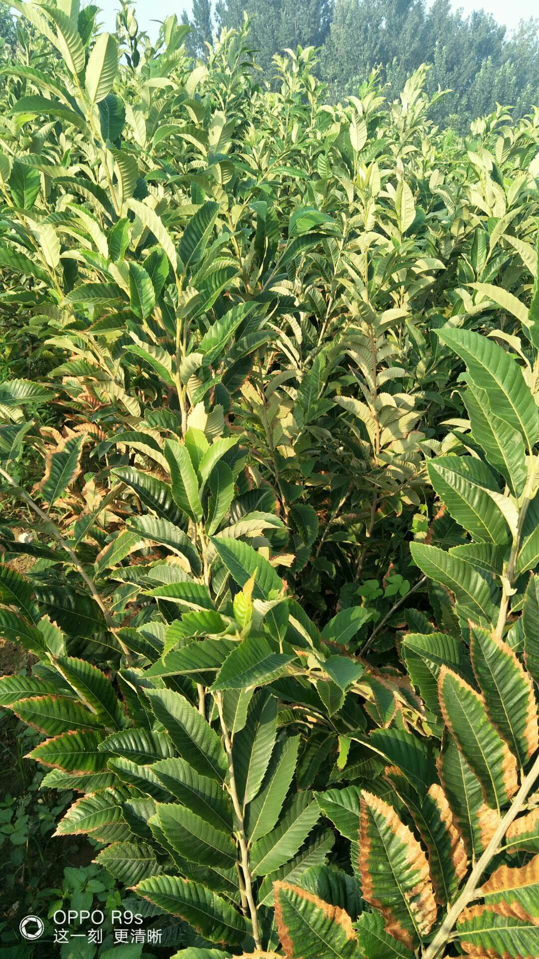大红袍板栗苗 嫁接苗 1~1.5米