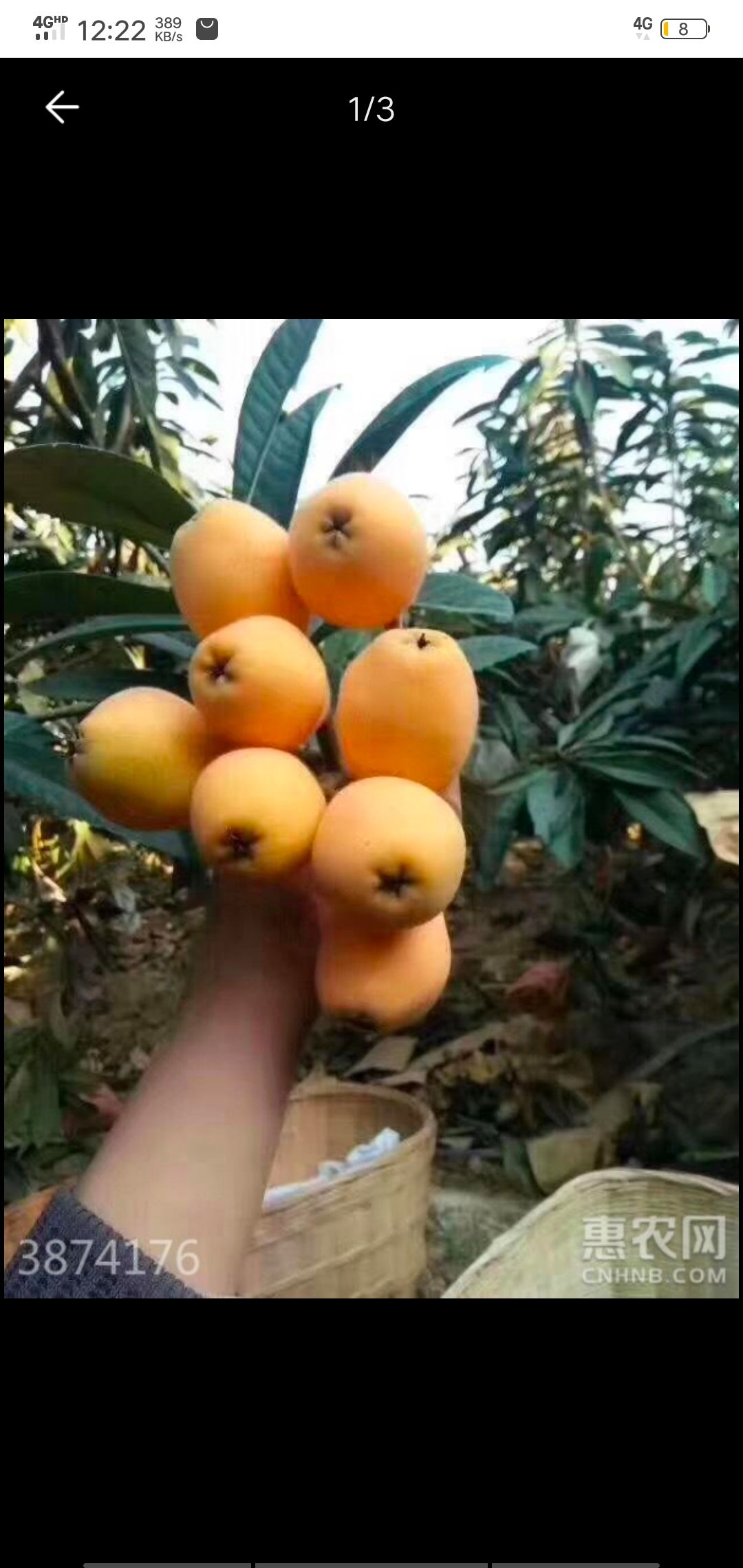 原生枇杷 0.7 - 1两 