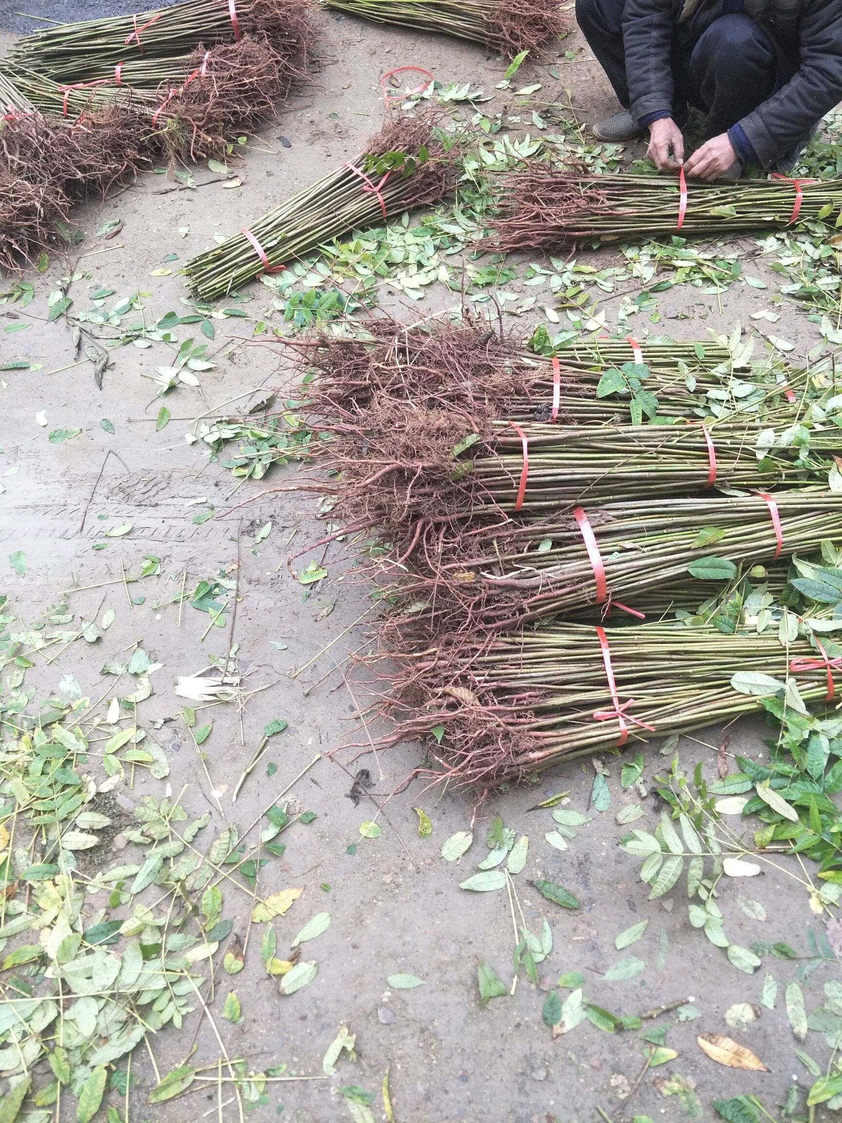 红油香椿苗  1.5公分香椿苗基地，大棚香椿苗