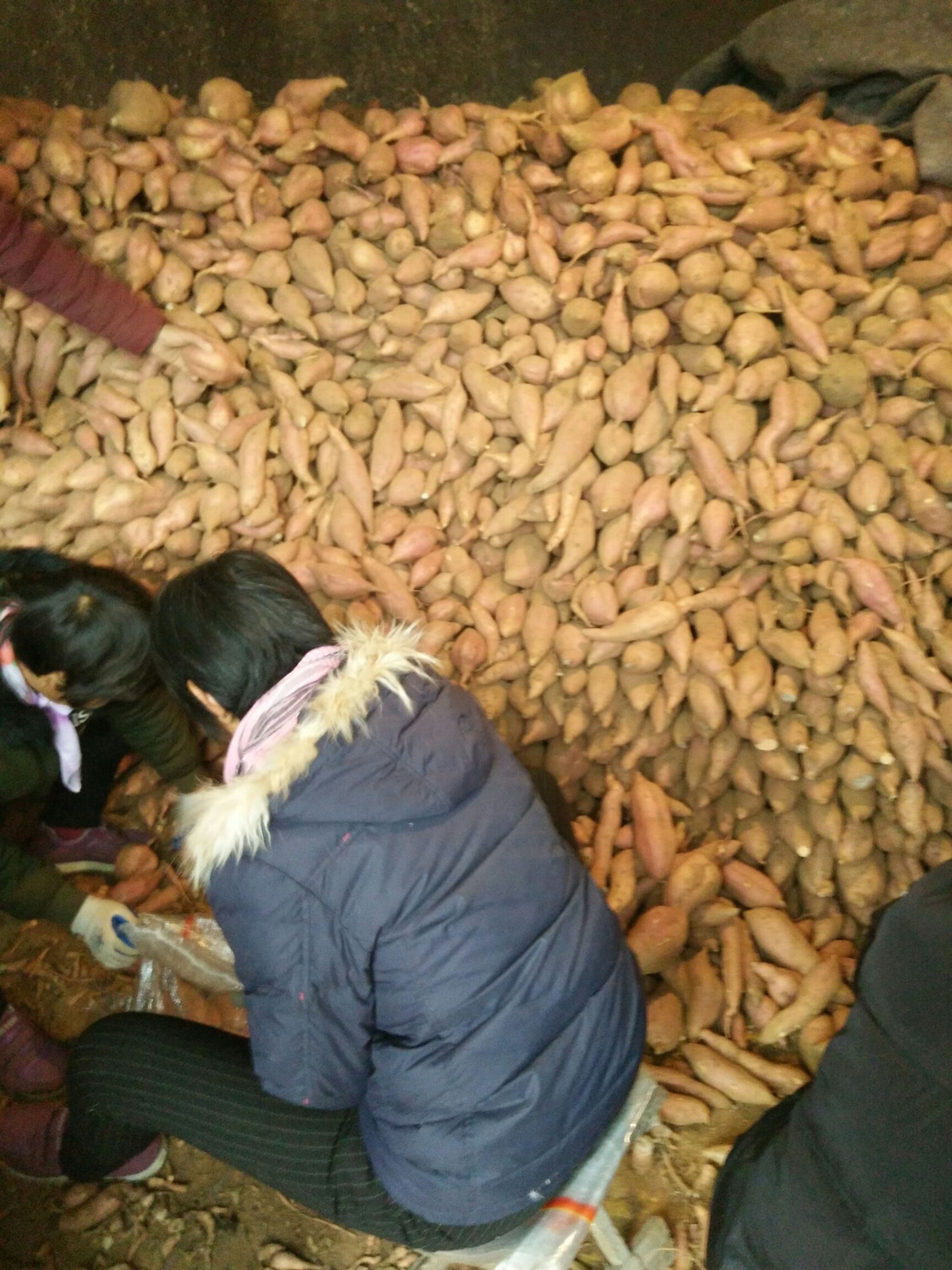 红香蕉红薯 混装通货 红皮 